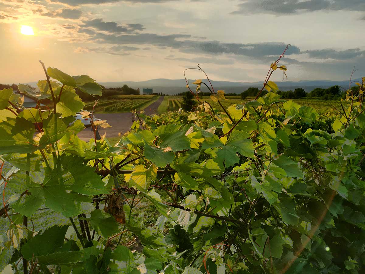 Vignoble St-Pétronille, Île d'Orléans, Québec