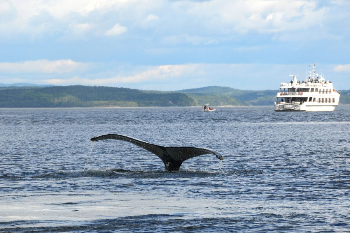 queu de baleine hors de l'eau