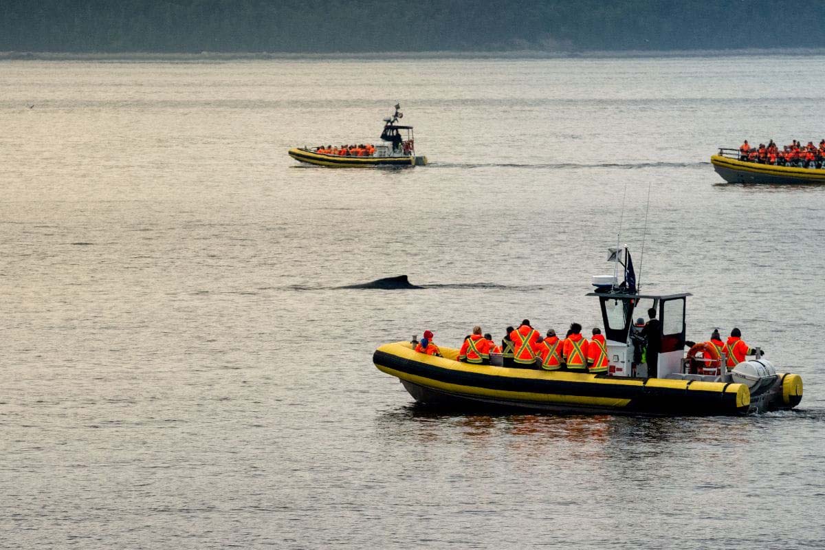 croisière aux baleines tadoussac