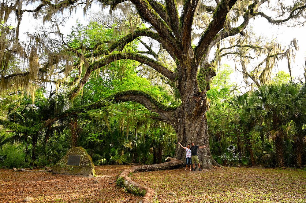Fairchild Oak - Flagler Beach area, Floride