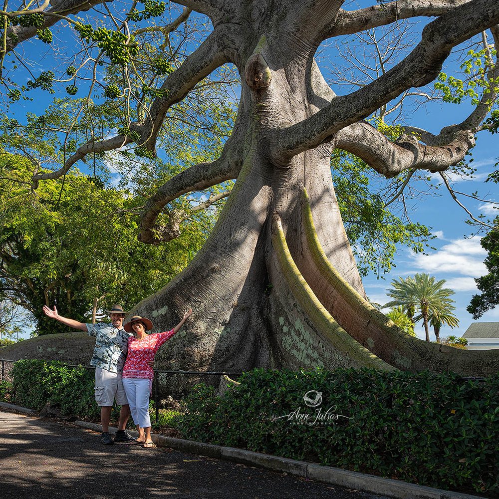 Kapok Tree, Palm Beach